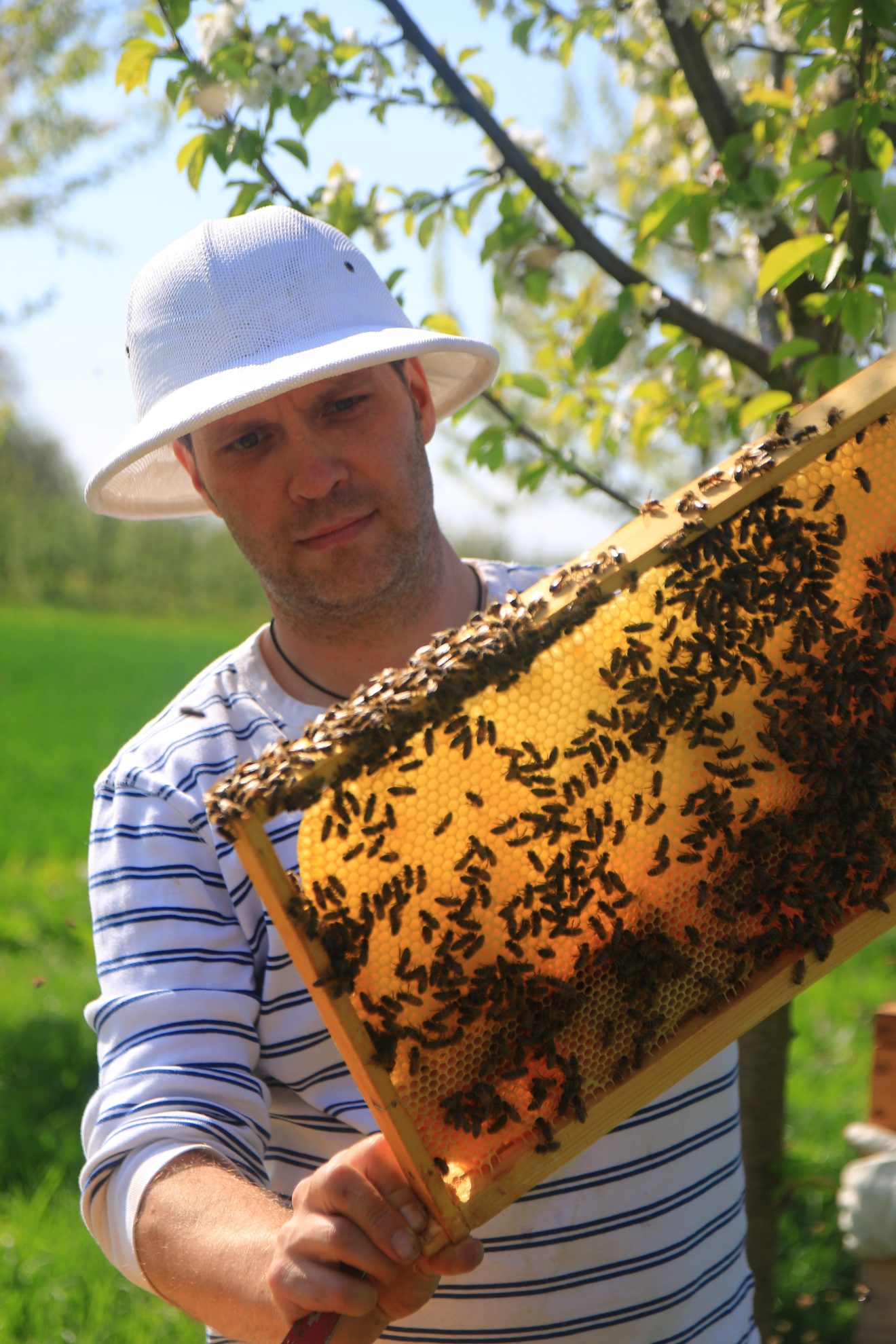 Cum Natura - Imker bei der Schwarmkontrolle