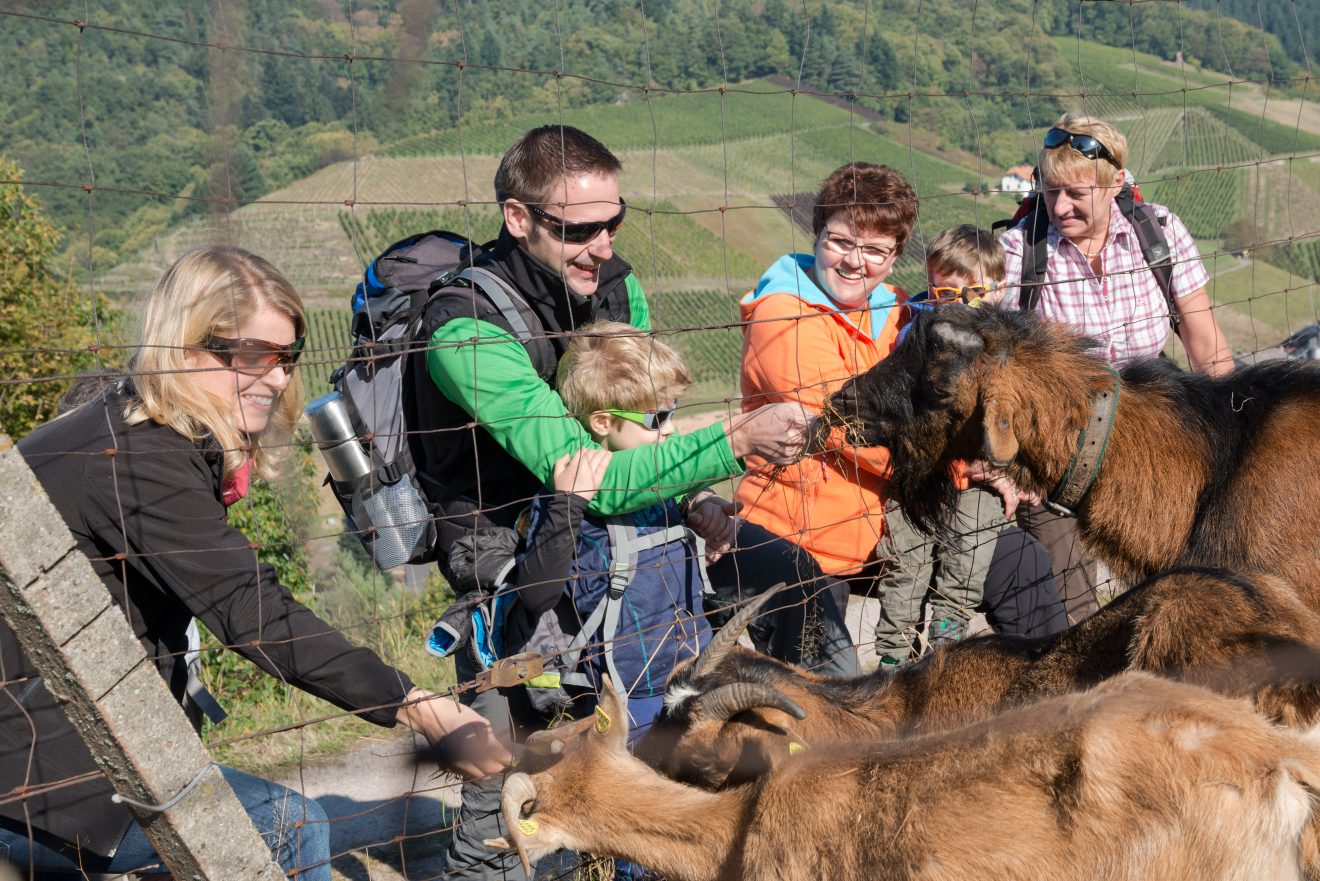 Naturpark-AugenBlick-Runde Bühlertal