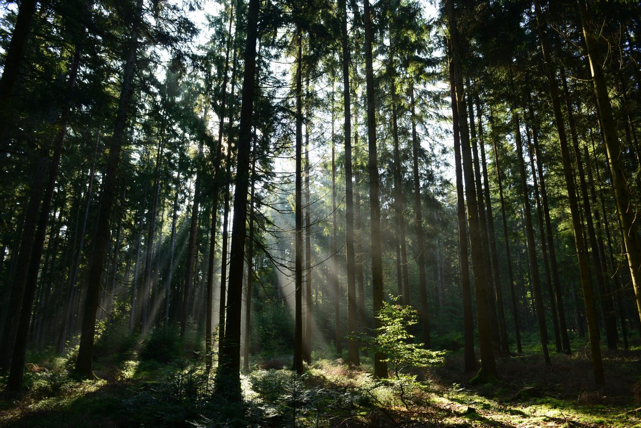 Naturpark-AugenBlick-Runde Neuweiler