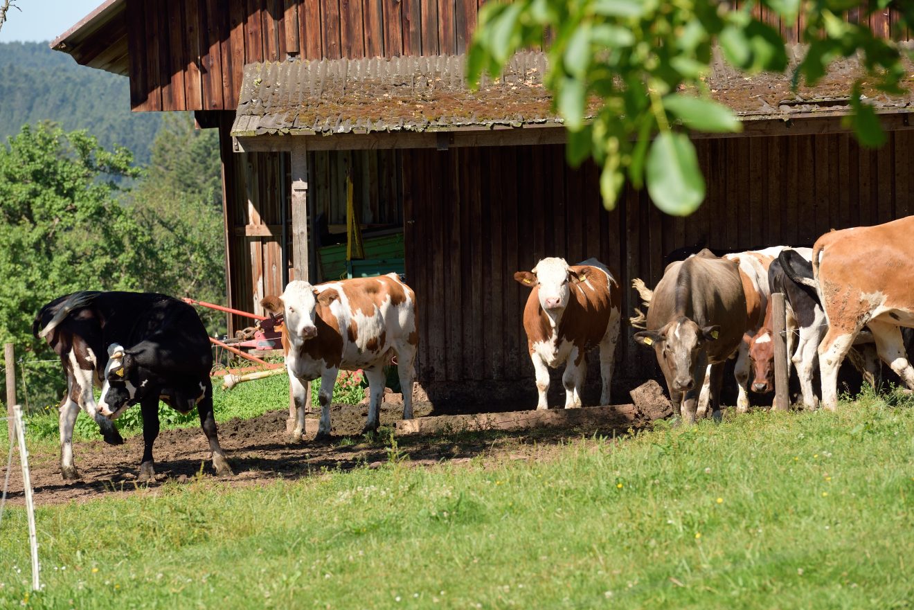 Naturpark-AugenBlick-Runde Neuweiler