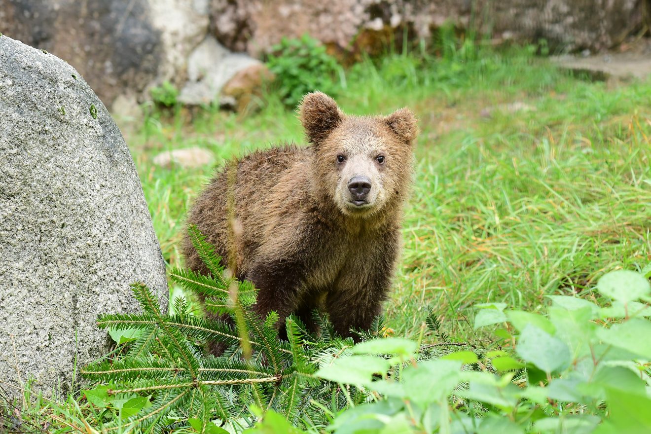 Babybär Tierpark welpe im Zoo Baer Schwarzwald Ausflug Urlaub