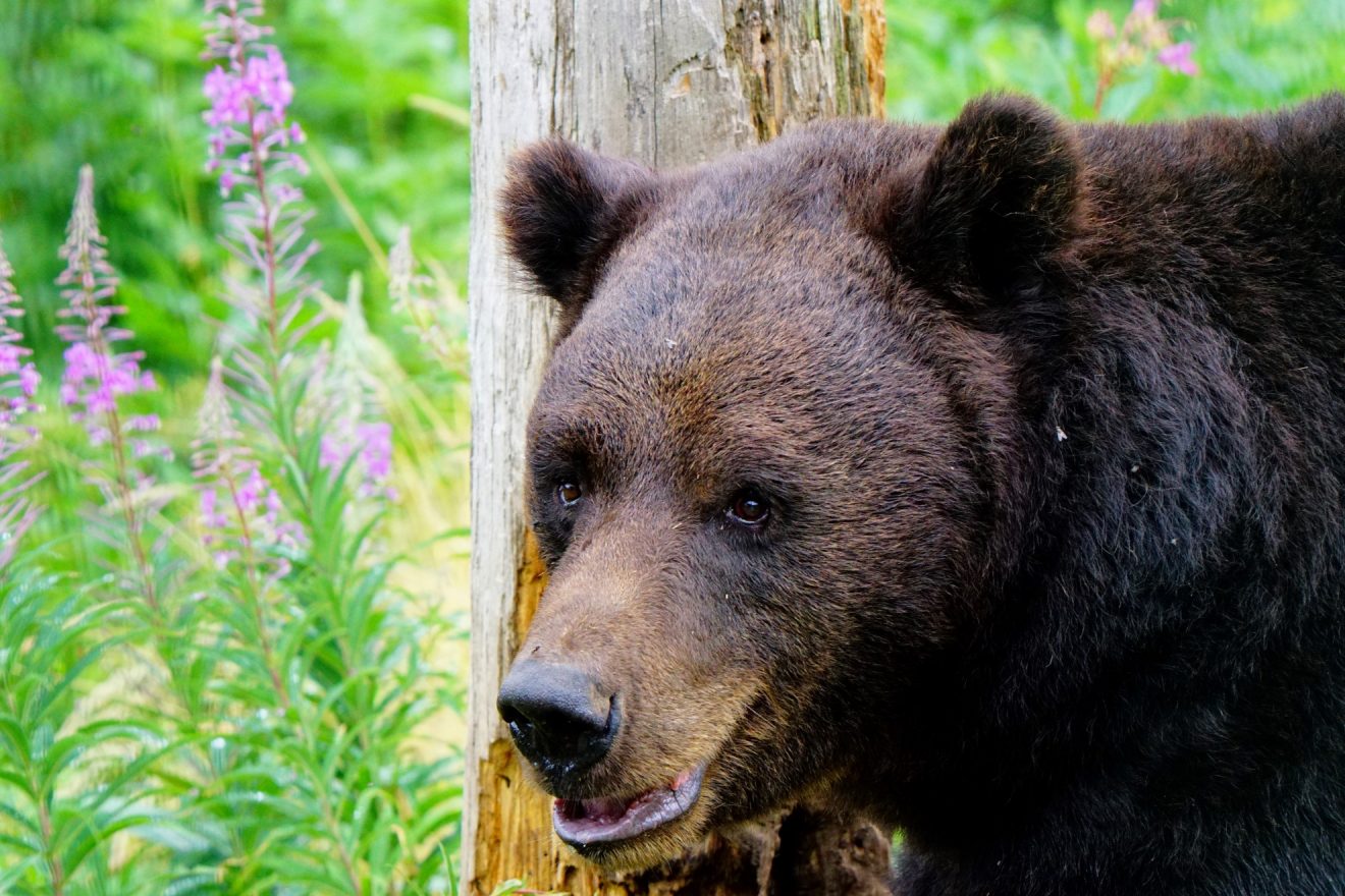 Alternative Bärenparks Worbis/Schapbach