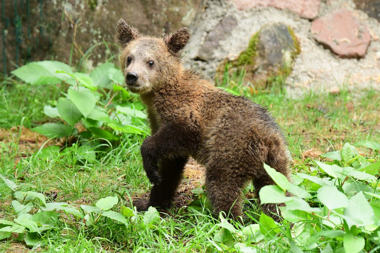 schwarzwald black forest baer nationalpark zoo ferienhaus urlaub tagesausflug fuer senioren suesser baer