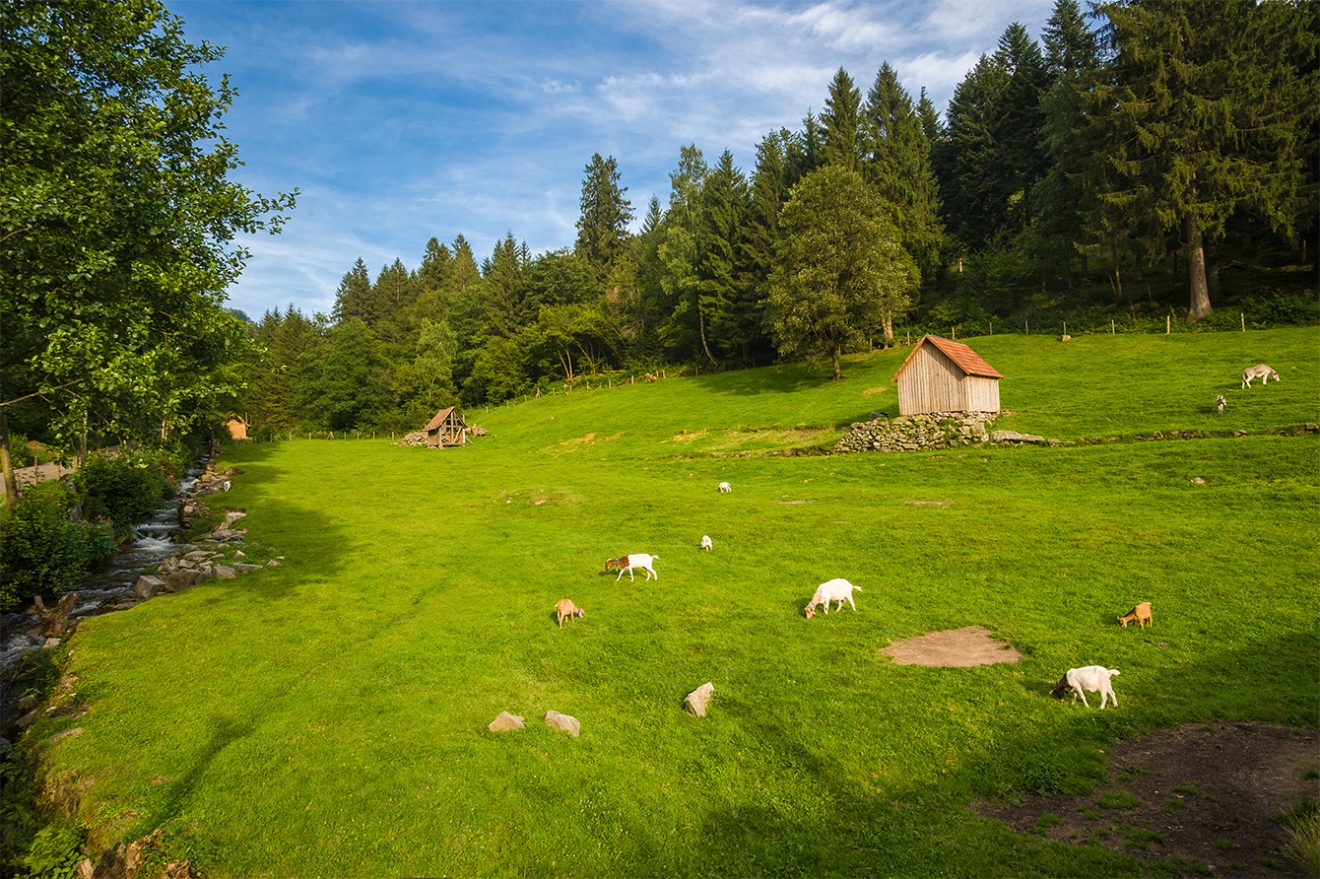 Naturpark Schwarzwald Blog, Geobox, Steine, Weidelanschaft, Bild: Shutterstock/Jürgen Wackenhut