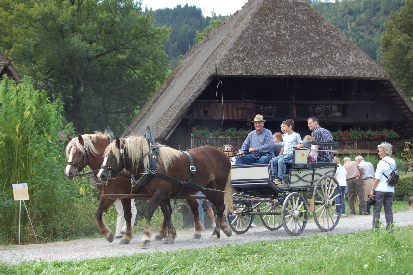 Schwarzwälder Freilichtmuseum Vogtsbauernhof - Kutschfahrt