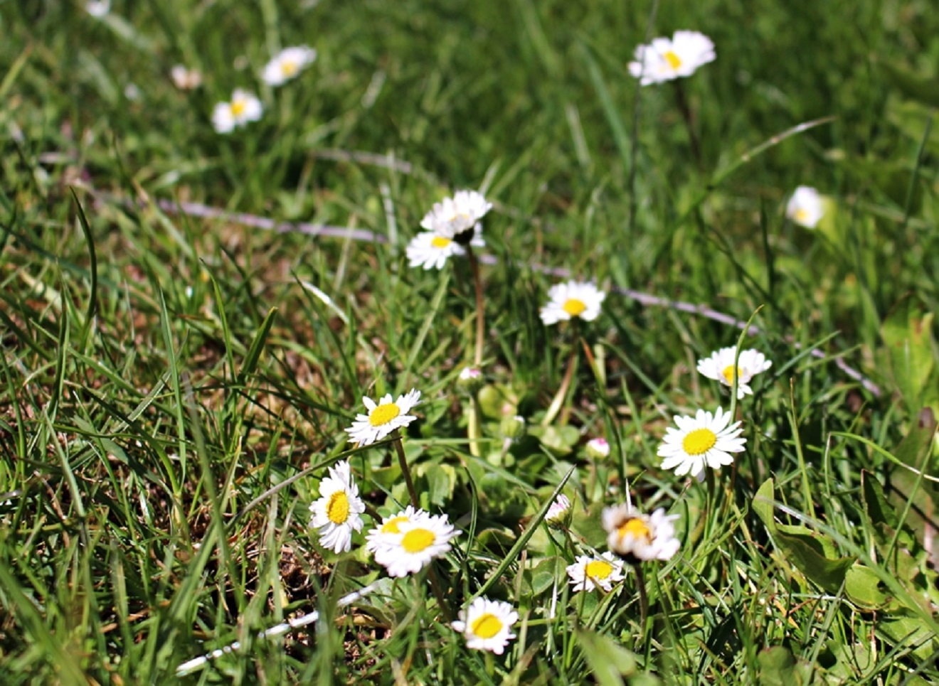 Heilpflanze des Jahres 2017: Gänseblümchen