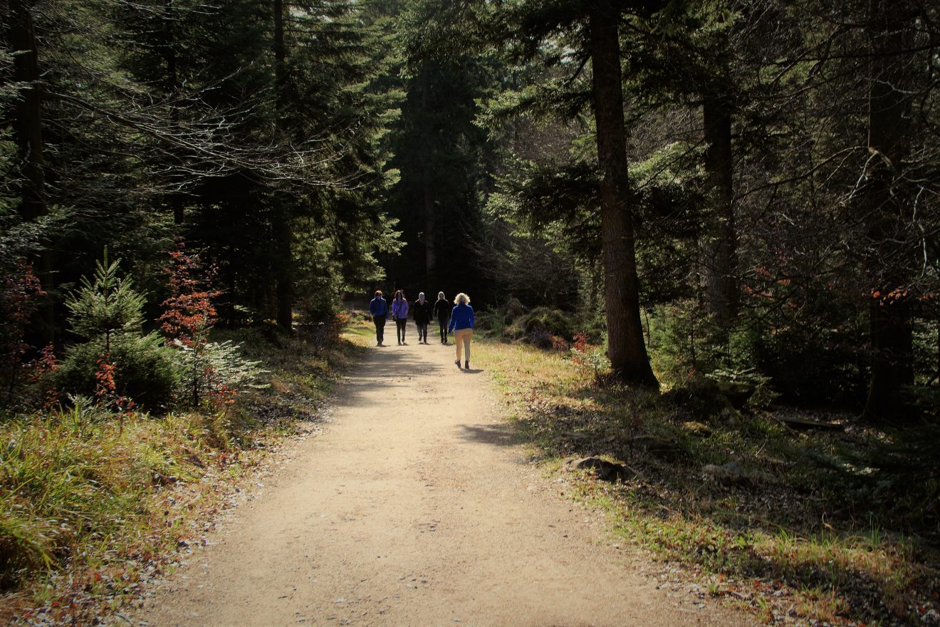 Die AugenBlick-Runde Bad Wildbad verläuft auf bequemen Waldwegen.