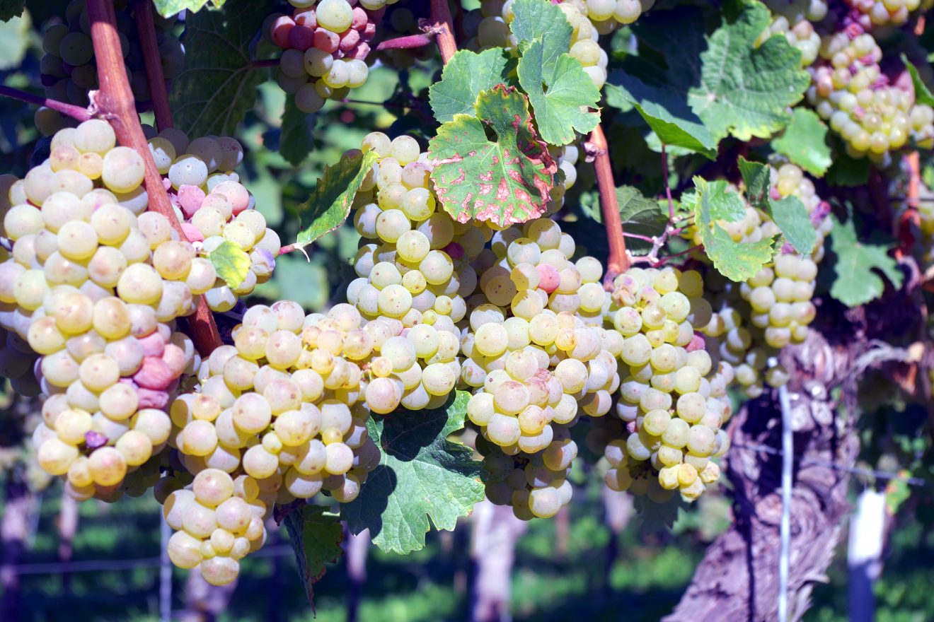 Mittelalterliche Winzertage n Baden-Baden-Steinbach