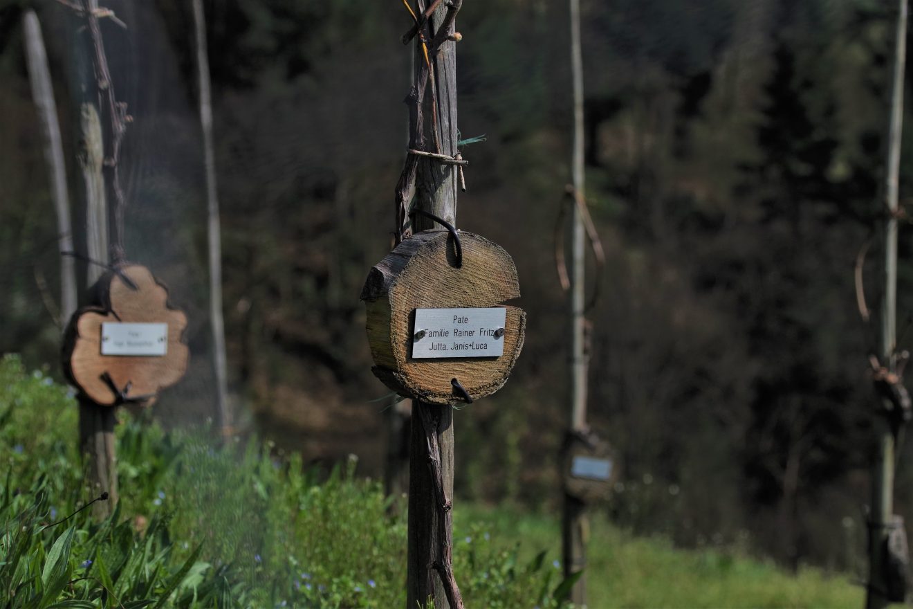 Beim Fotowettbewerb 'WeinsichtenBW" ist u. a. eine Patenschaft für eine Einzelstockrebe am Engelsberg zu gewinnen.