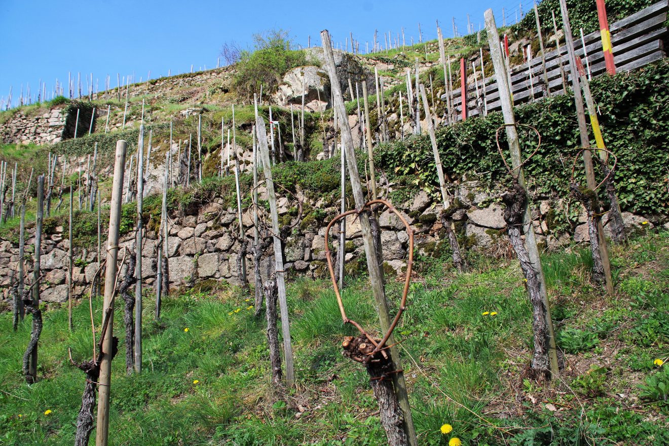 Der Engelsberg in Bühlertal, am Sitz des Naturparks Schwarzwald Mitte/Nord, ist eine der steilsten Weinlagen in Europa.