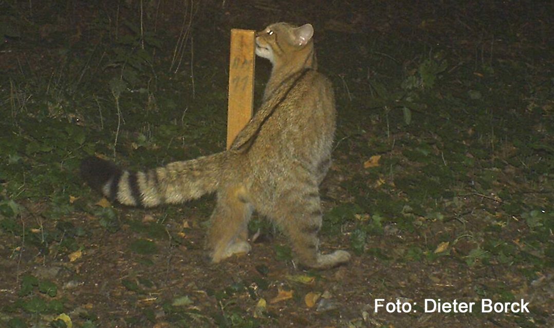Wildkatze am Lockstock