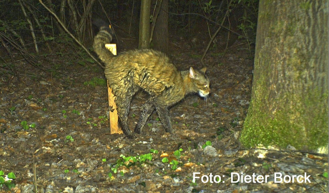 Wildkatze am Lockstock