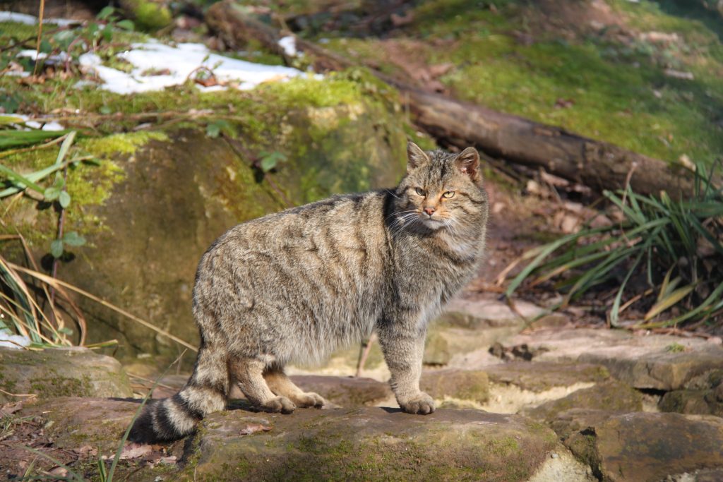 Wildkatze im Naturpark Stromberg-Heuchelberg.