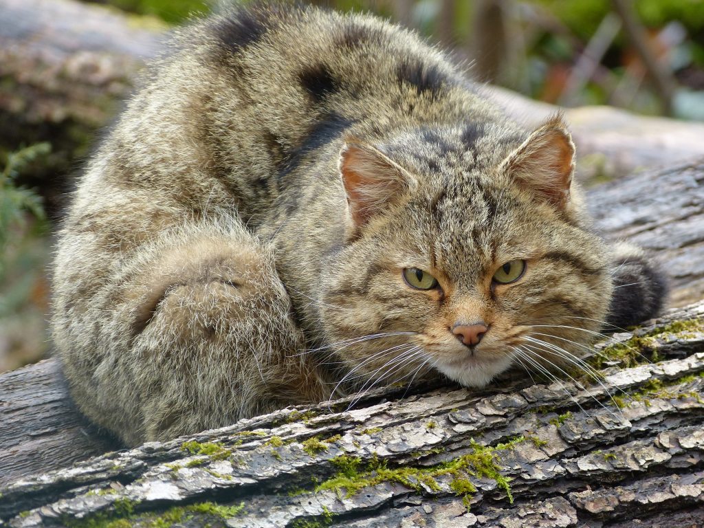 Wildkatze im Naturpark Stromberg-Heuchelberg.