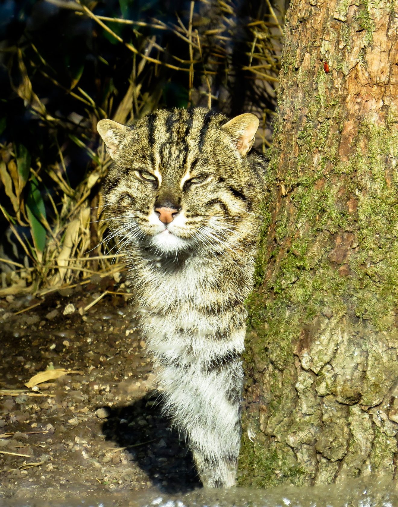 Europäische Wildkatze