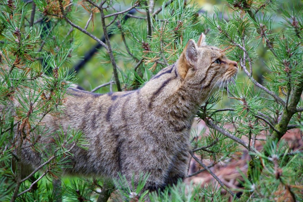 Europäische Wildkatze