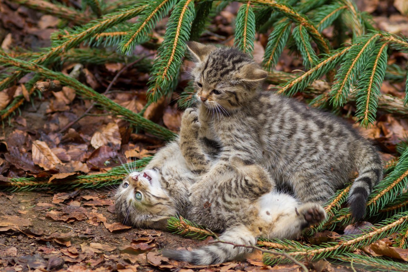 Europäische Wildkatzenbabys
