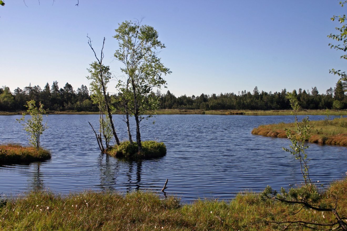 Der Wildsee bei Kaltenbronn - urtümliche Landschaft.