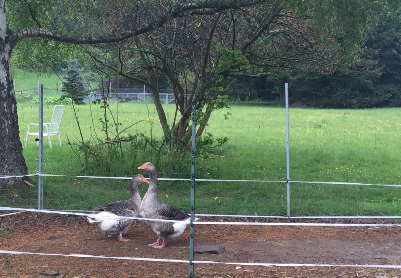 Naturpark Schwarzwald Blog, Ziegentrekking Thomas Viehweg, Straubenhardt
