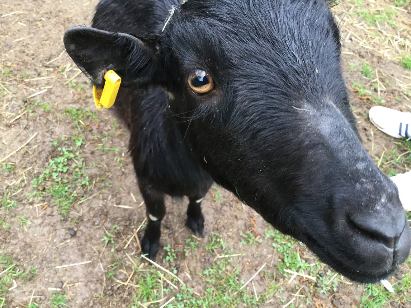 Naturpark Schwarzwald Blog, Ziegentrekking Thomas Viehweg, Straubenhardt