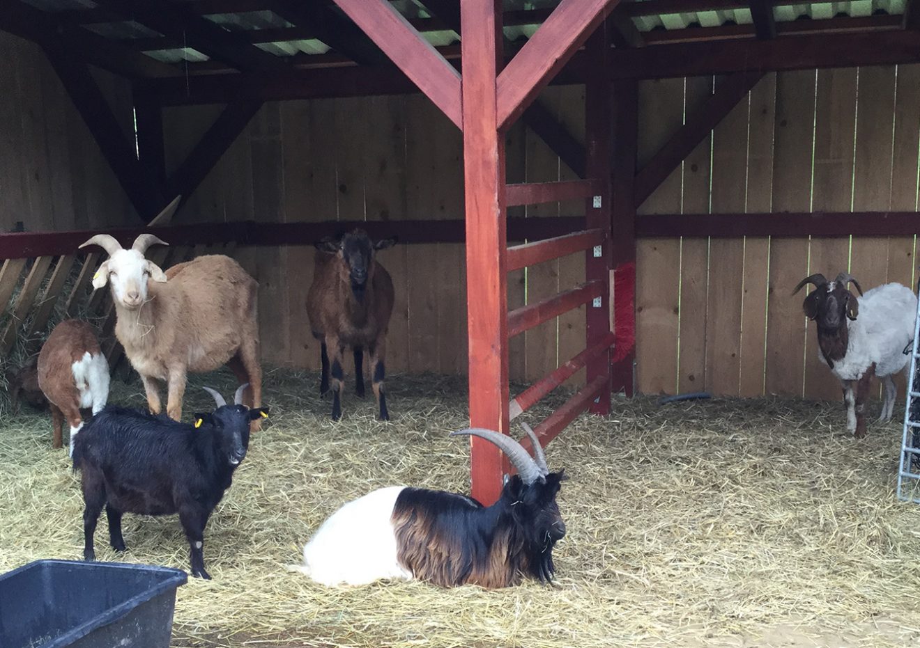 Naturpark Schwarzwald Blog, Ziegentrekking Thomas Viehweg, Straubenhardt