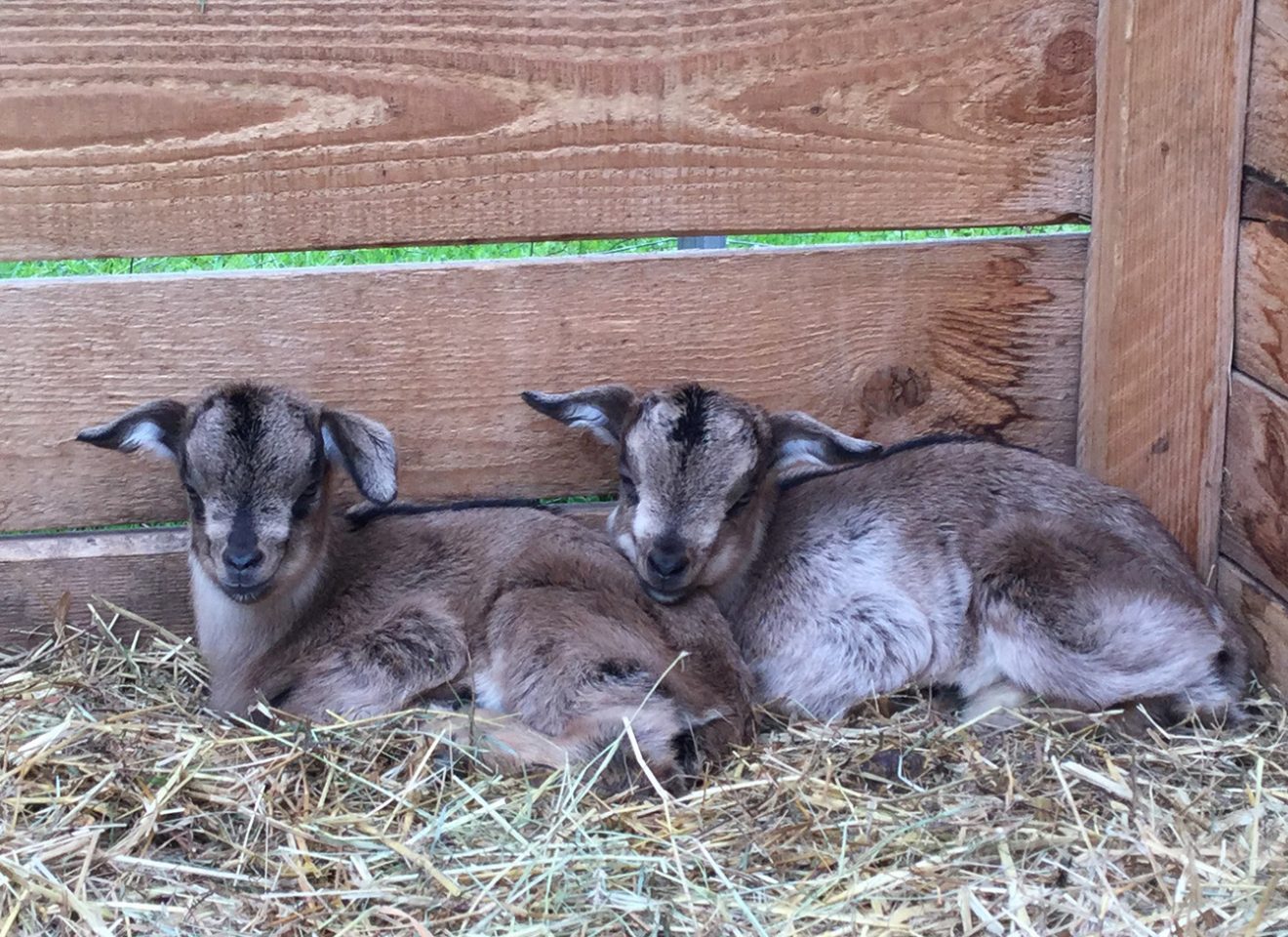 Naturpark Schwarzwald Blog, Ziegentrekking Thomas Viehweg, Straubenhardt