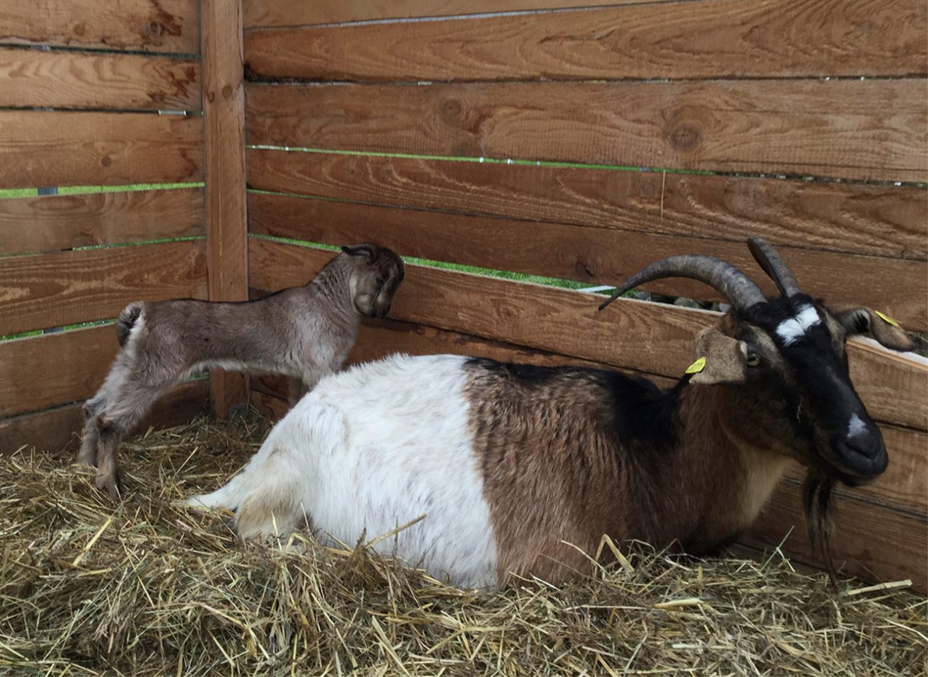 Naturpark Schwarzwald Blog, Ziegentrekking Thomas Viehweg, Straubenhardt