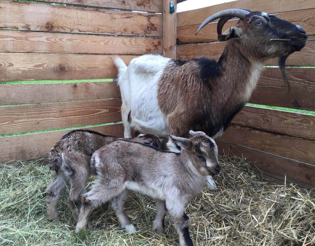 Naturpark Schwarzwald Blog, Ziegentrekking Thomas Viehweg, Straubenhardt