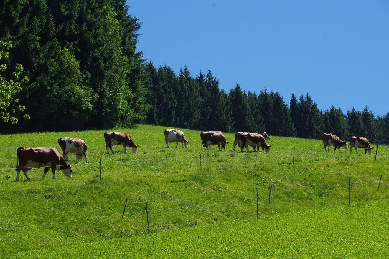 Eine der Weiden des Prinzbachhofs.