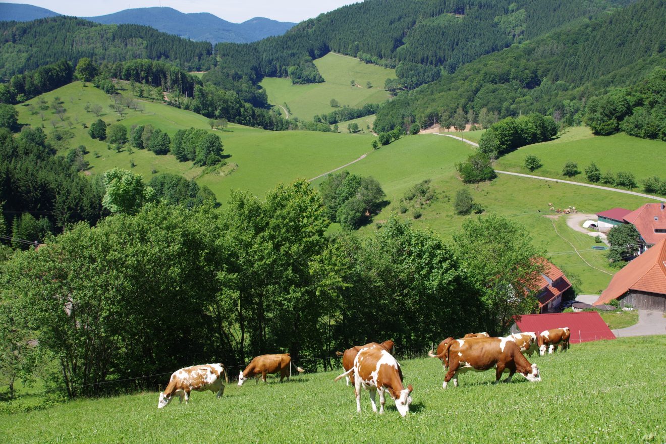 Landschaft um den Prinzbachhof