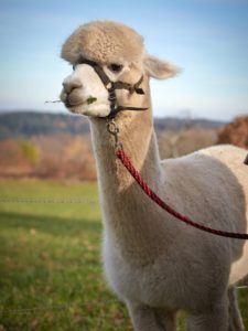Auf den Spuren der Sidler in Bad Liebenzell-Beinberg