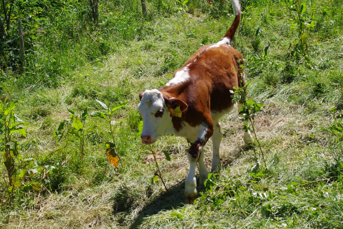 Kalb vom Prinzbachhof