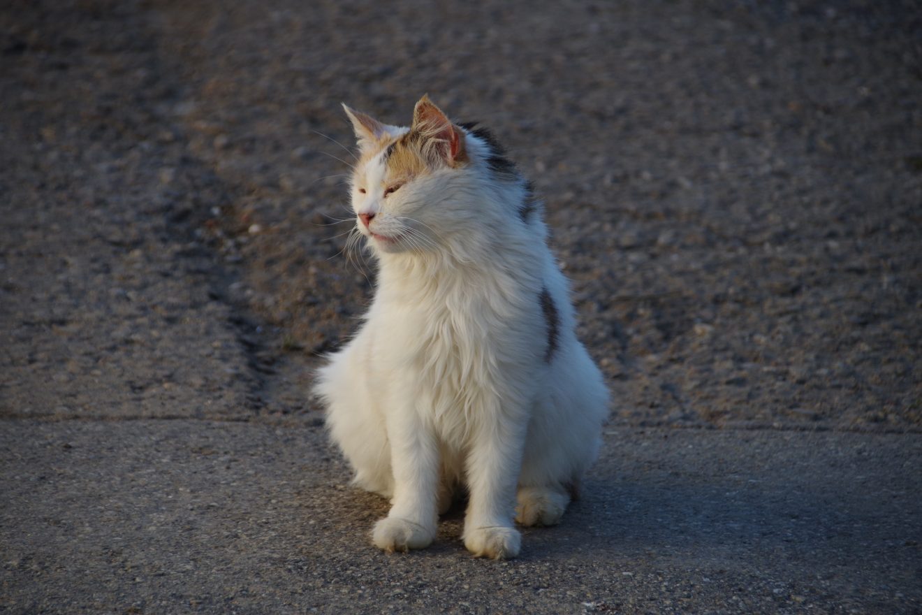 Katze Wuschel trägt ihren Namen zu Recht.