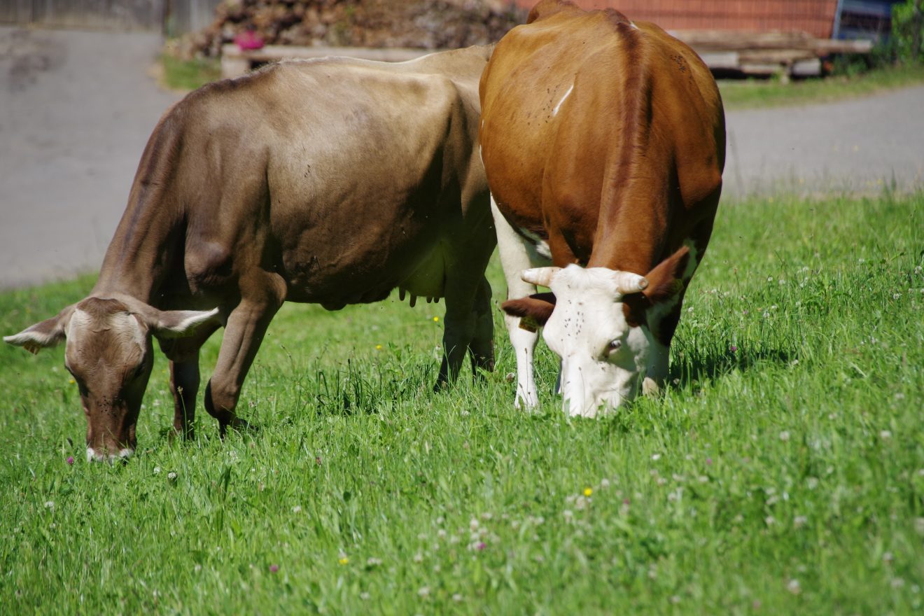 Prinzbachhof - Mokka, die Braunvieh-Kuh