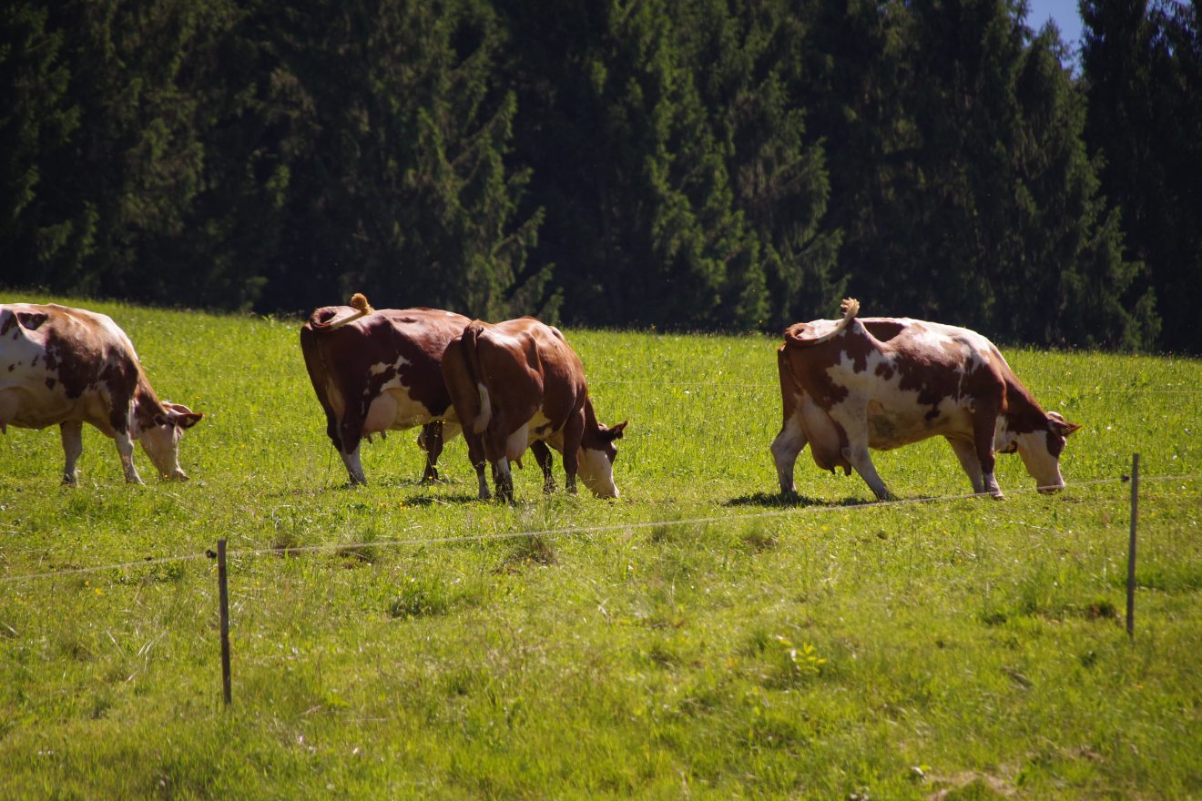 Die Prinzbachs halten die Rasse Vorderwälder Rinder.