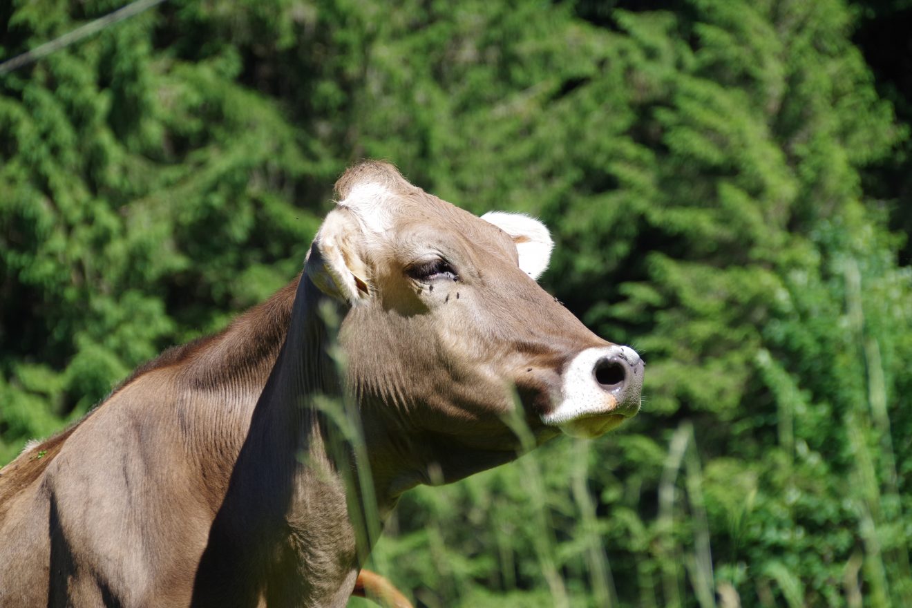 Prinzbachhof - Mokka, die Braunvieh-Kuh