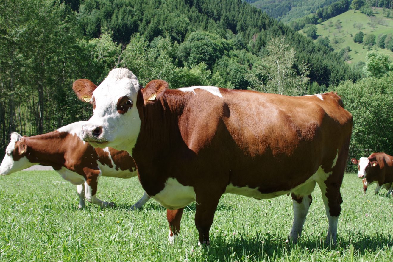 Prinzbachhof - Kuh auf der Weide