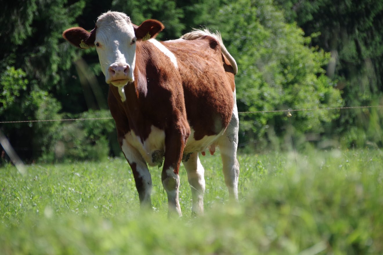 Prinzbachhof - Kuh auf der Weide