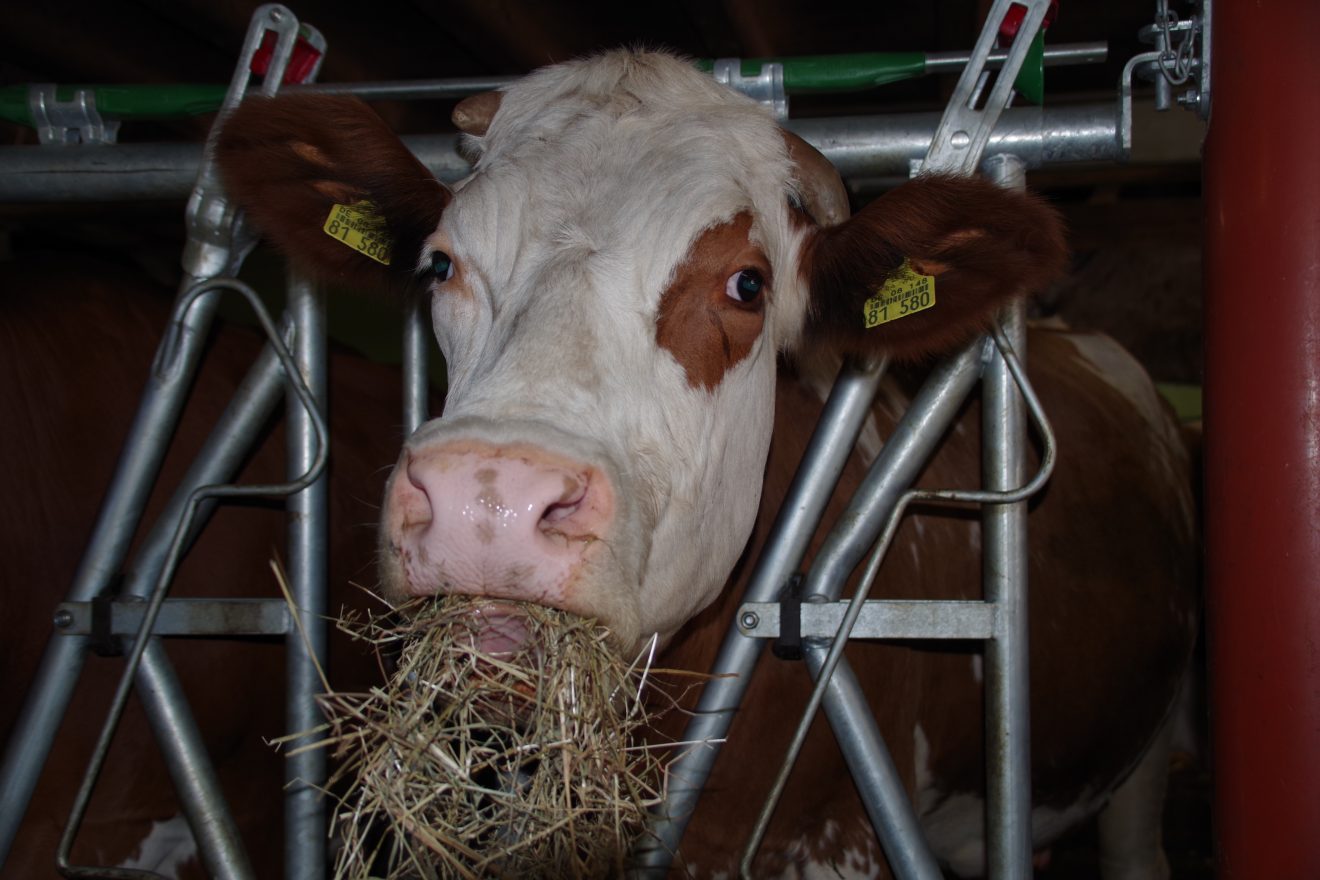 Prinzbachhof - Kuh im Stall