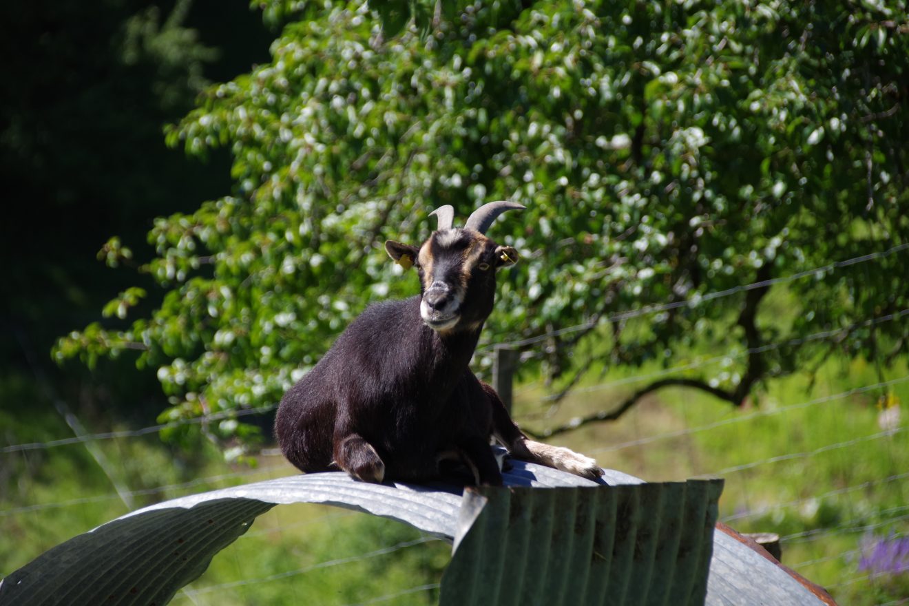 Prinzbachhof - Ziege