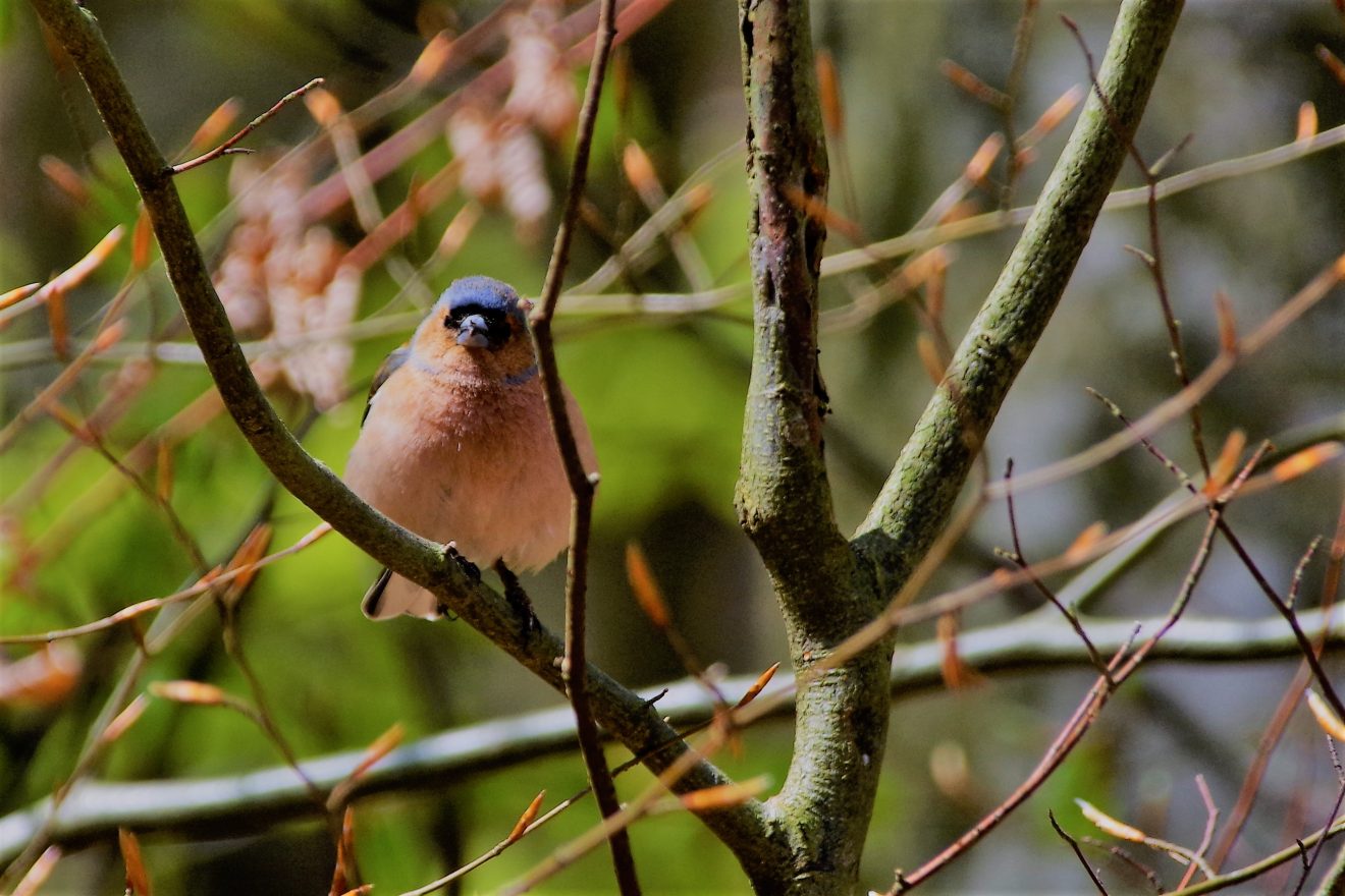 Buchfink, Motiv für Fotowettbewerb