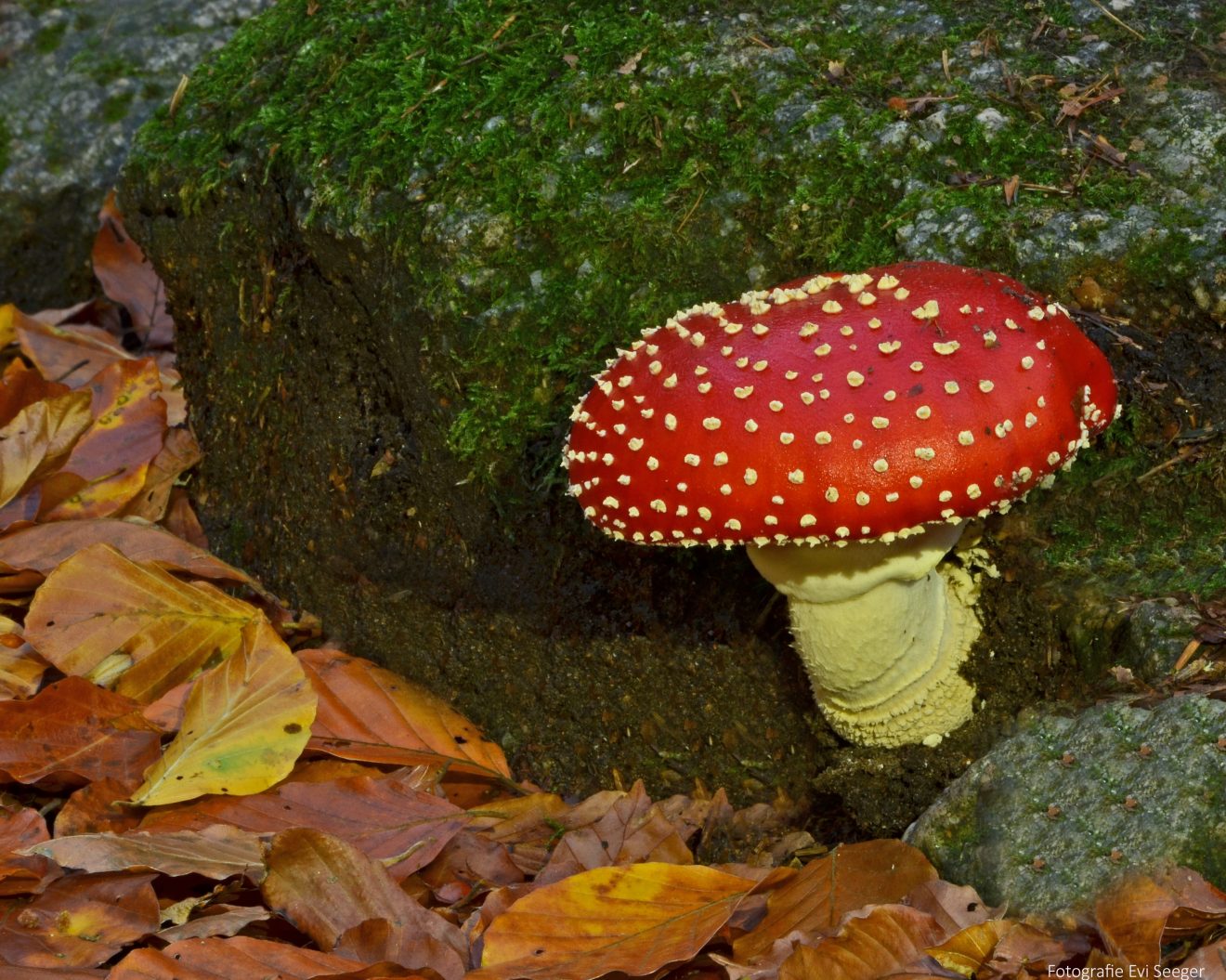 Fliegenpilz (Foto: Evi Seeger)