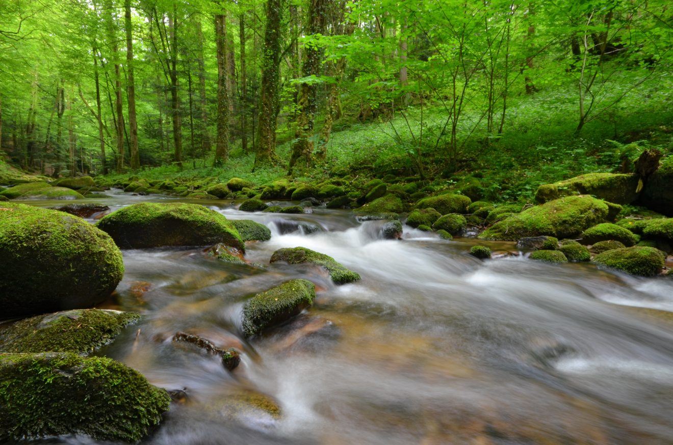 Der Grobbach bei Baden-Baden (Foto: Evi Seeger)