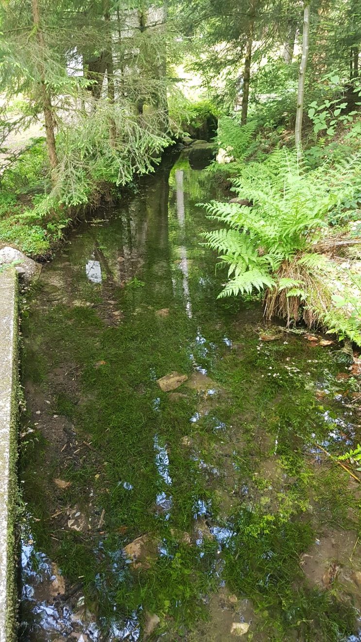 Kinzigarm Richtung Loßburg