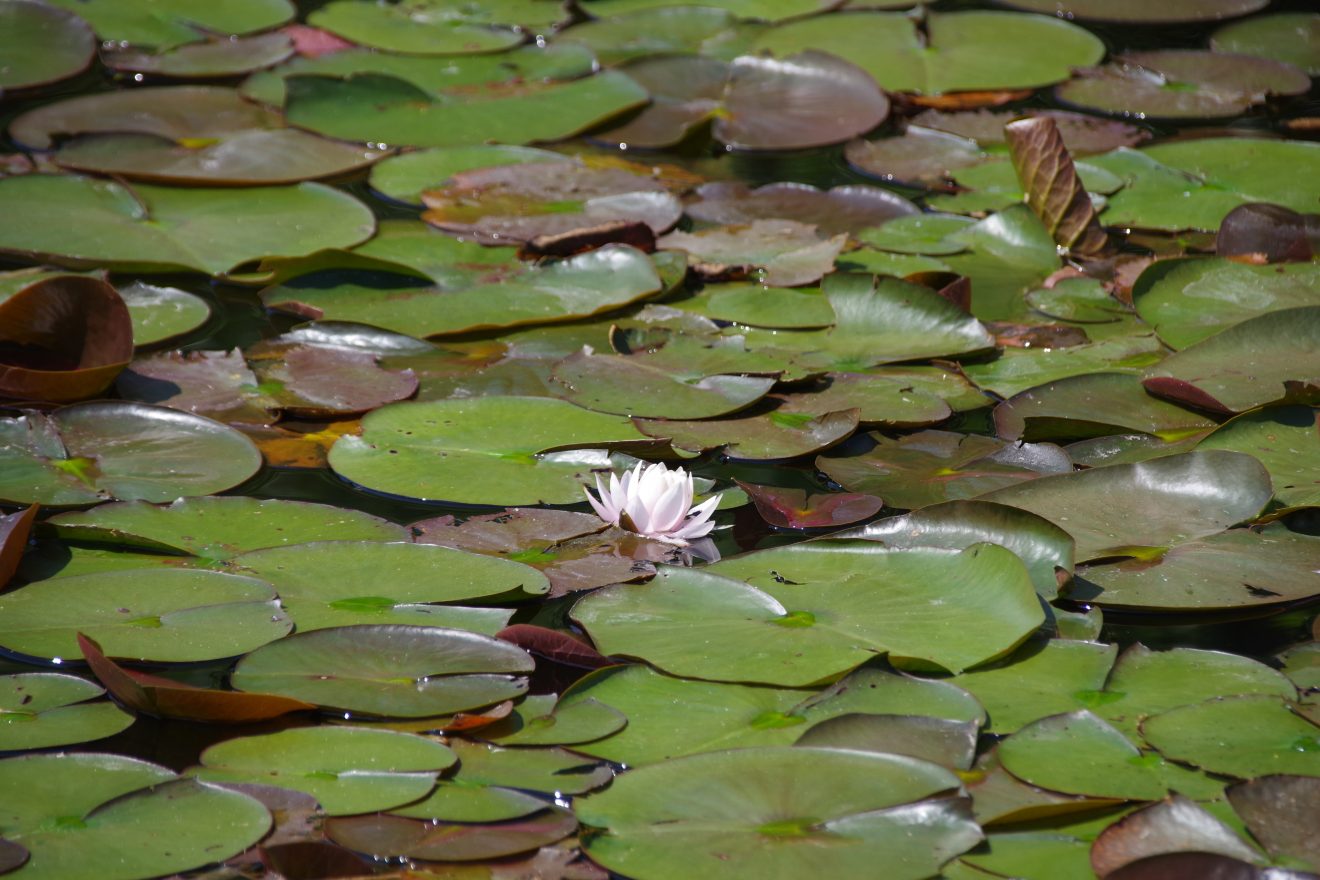 Flößerpfad Kinzigtal
