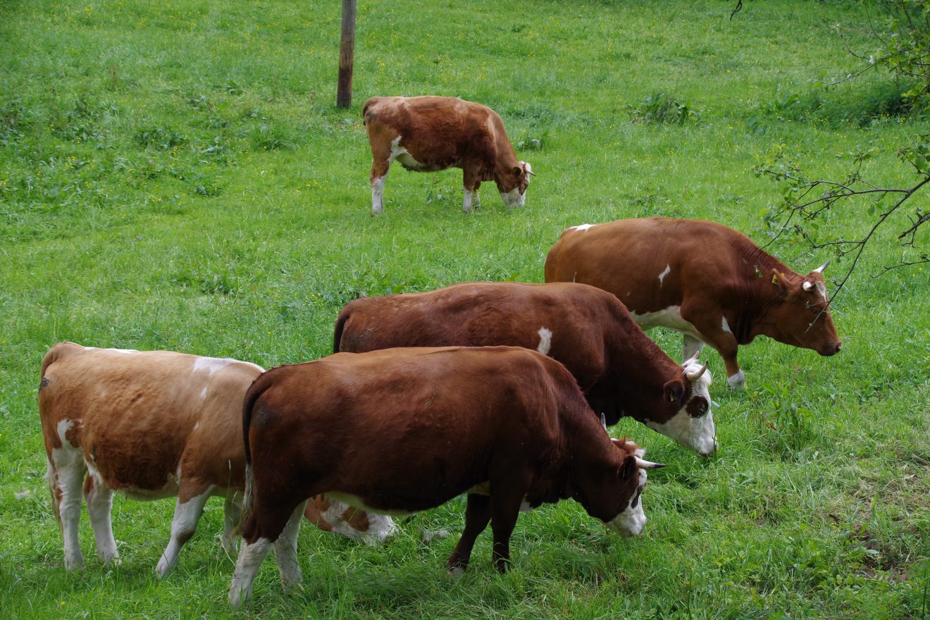Flößerpfad Kinzigtal