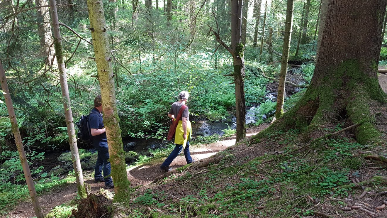 Angenehmes Wandern im Wald entlang der Kinzig.
