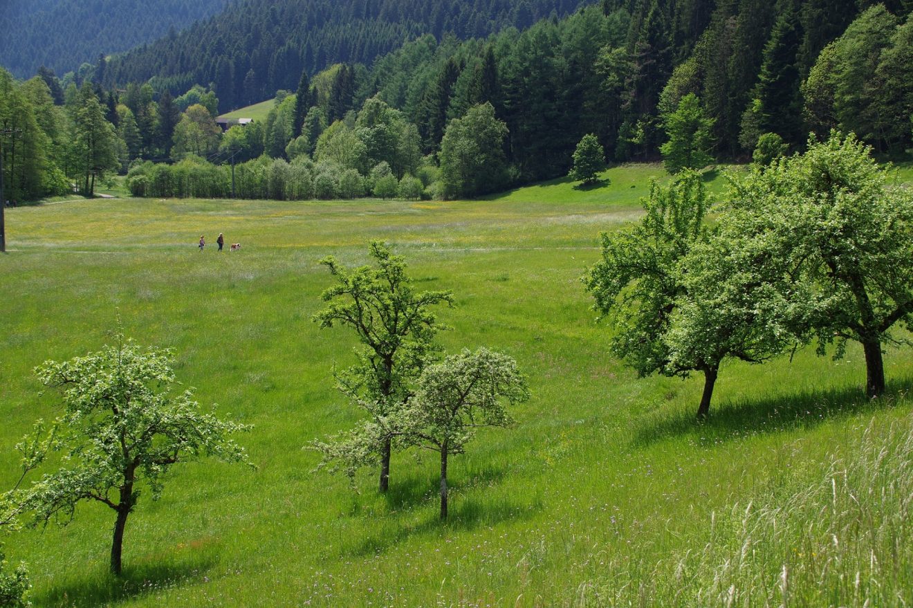 Flößerpfad Kinzigtal