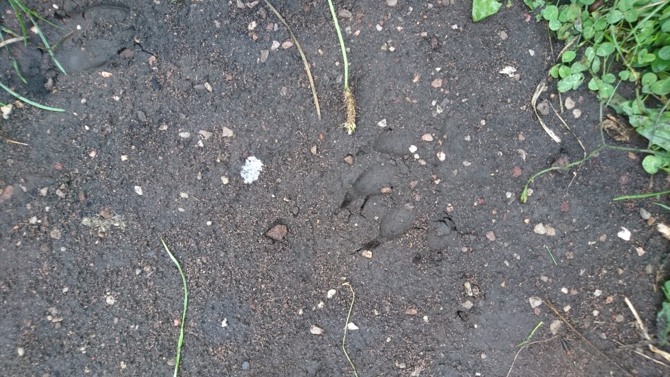 Infozentrum Kaltenbronn: Wildniswoche für Kinder - Spuren erkennen