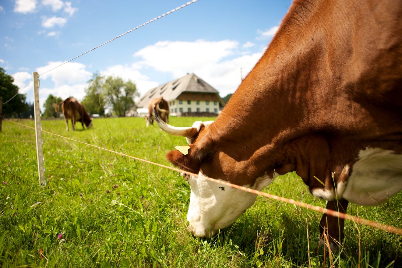Mooshof - Kuh auf der Weide